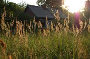 Wiese im Abendlicht mit Laube im Hintergrund