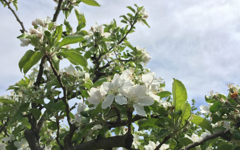 Blüten eines Apfelbaums