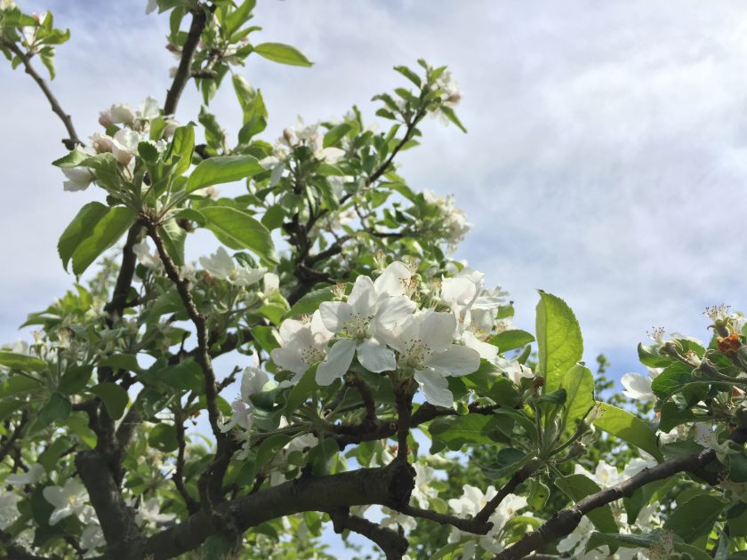 Blüten eines Apfelbaums
