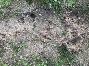 Spuren von Wildschweinen im Sand