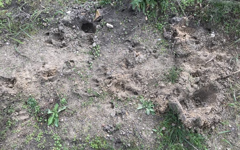 Spuren von Wildschweinen im Sand