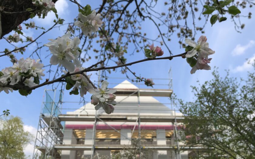 Rohbau hinter Apfelblüten