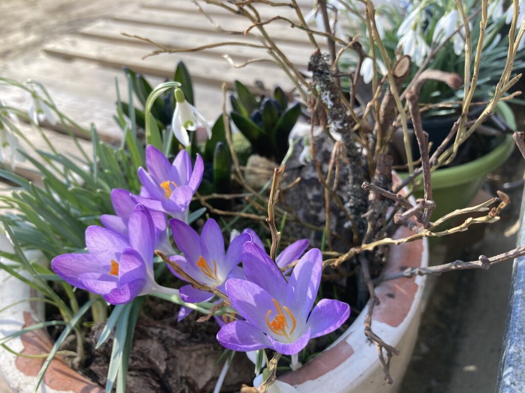 Lila Krokusse und Schneeglöckchen in einem Blumentopf